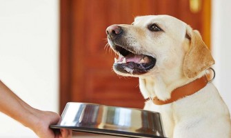How often do you have to wash your dog's dish?